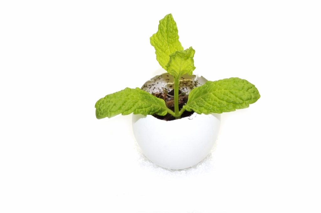 Idées cadeaux aux profs une plante