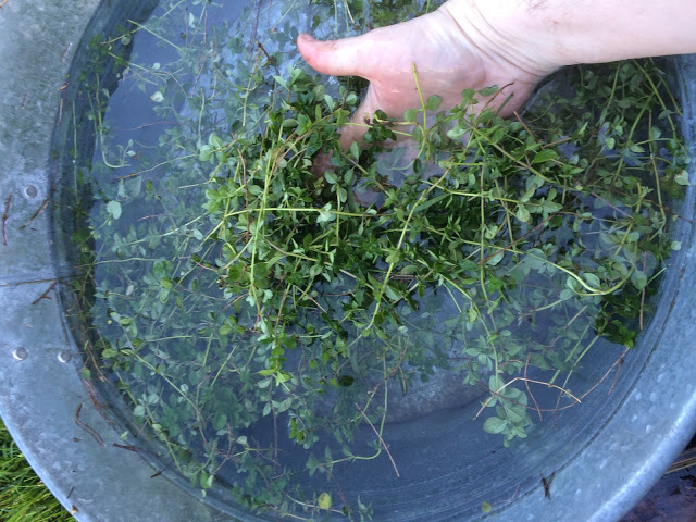faire sécher les fines herbes Cinq Fourchettes