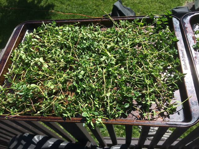 Faire sécher les fines herbes Cinq Fourchettes