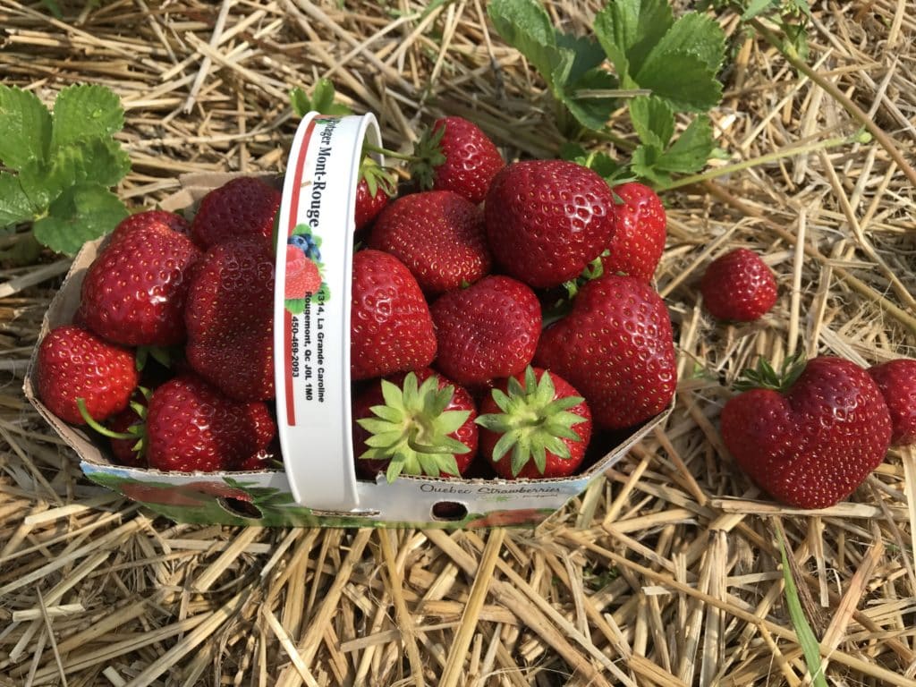 Acheter local avec Mangez Québec / Cinq Fourchettes