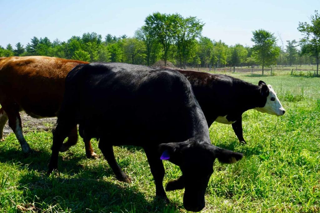 Le Circuit du Paysan : Découvrir la Montérégie à travers ses artisans locaux Cinq Fourchettes