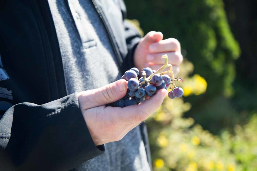 À la découverte de la route des vins Brome-Missisquoi ! Cinq Fourchettes