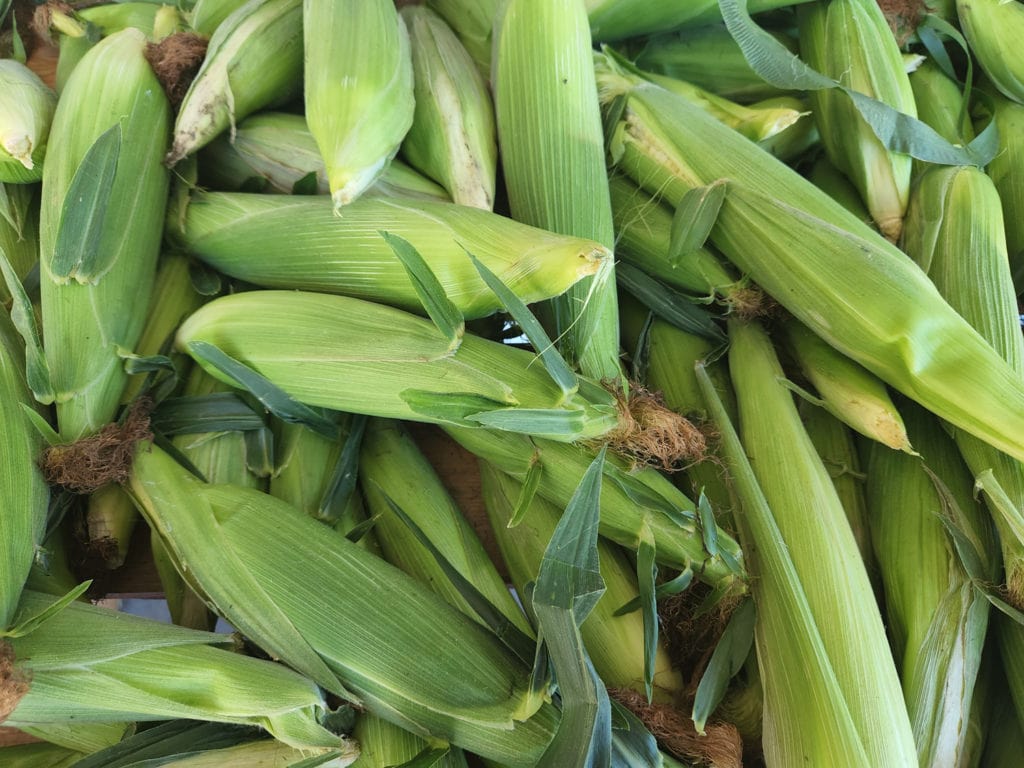 maïs blé inde elotes recette