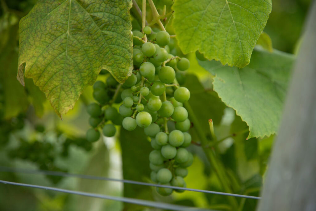 Planters ridge winery Nova Scotia Nouvelle Écosse cinq fourchettes voyage