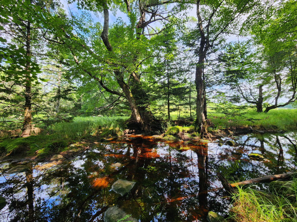 une cocotte dans les bois récit personnel Trout Point Lodge Nova Scotia Nouvelle Écosse Forest Bathing Cinq Fourchettes
