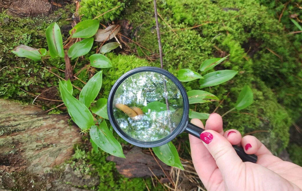 une cocotte dans les bois récit personnel Trout Point Lodge Nova Scotia Nouvelle Écosse Forest Bathing Cinq Fourchettes