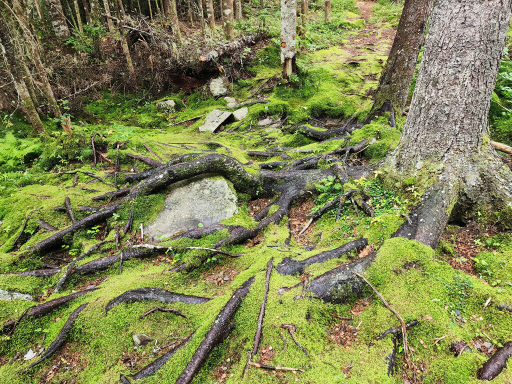 une cocotte dans les bois récit personnel Trout Point Lodge Nova Scotia Nouvelle Écosse Forest Bathing Cinq Fourchettes